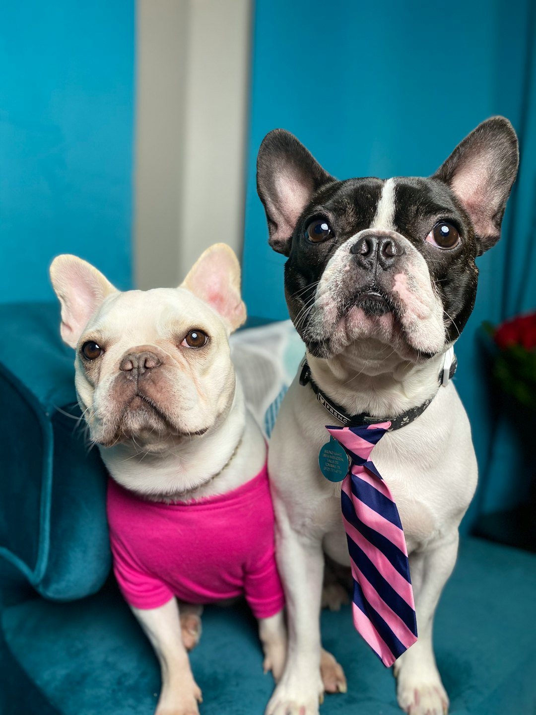 Two French Bulldogs sit on a teal couch wearing matching outfits.