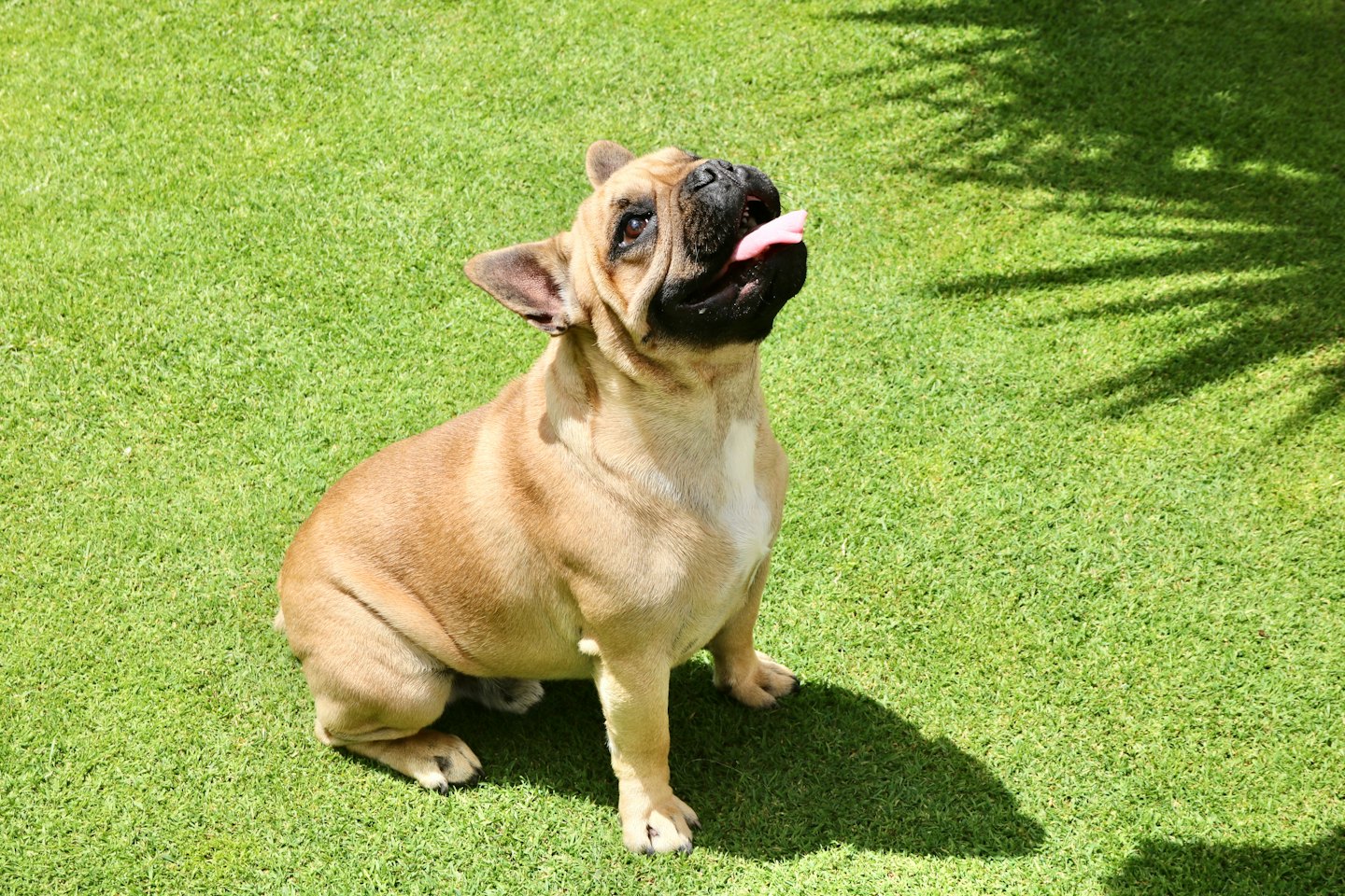 Fawn French Bulldog sits on green grass looking up.