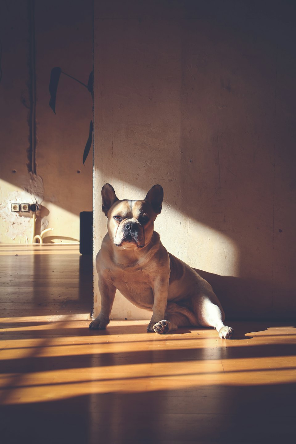 A French Bulldog sits on a wooden floor near a wall.