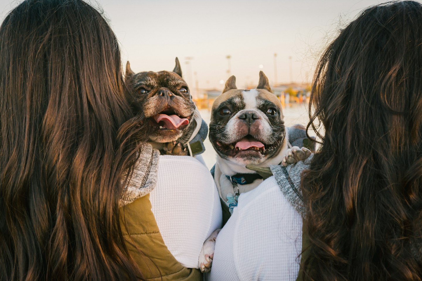 Two people holding French Bulldogs outdoors on a sunny day.