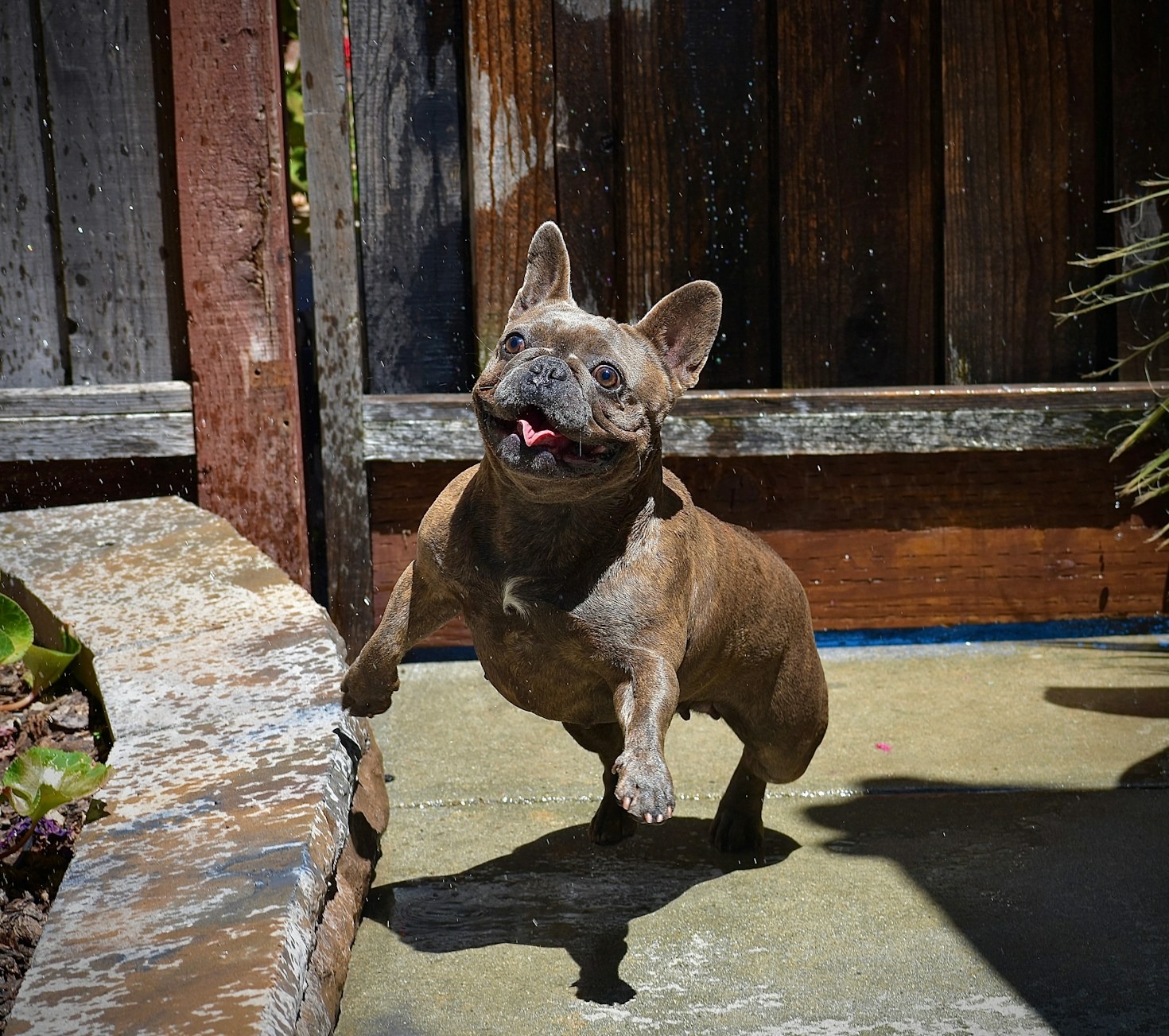 The Essential Guide to French Bulldog Skin Allergies