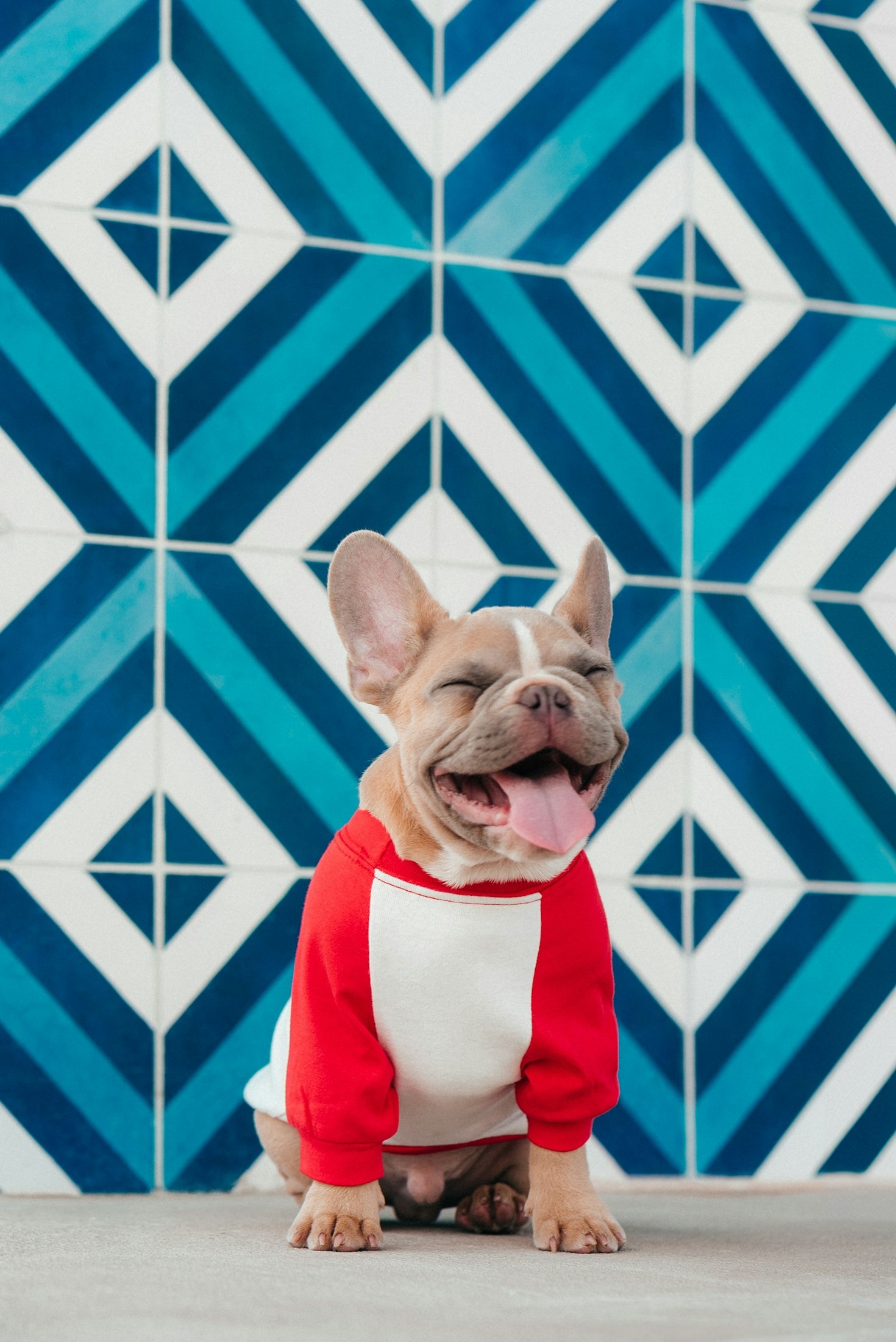 Navigating Summer Heat: Keeping Your Frenchie Cool