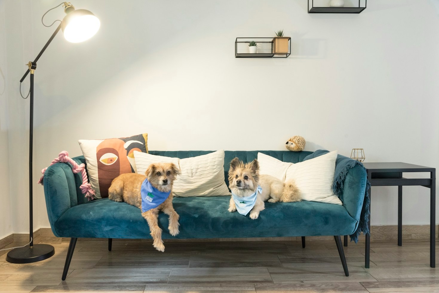 Simple Grooming Habits for Everyday French Bulldog Care