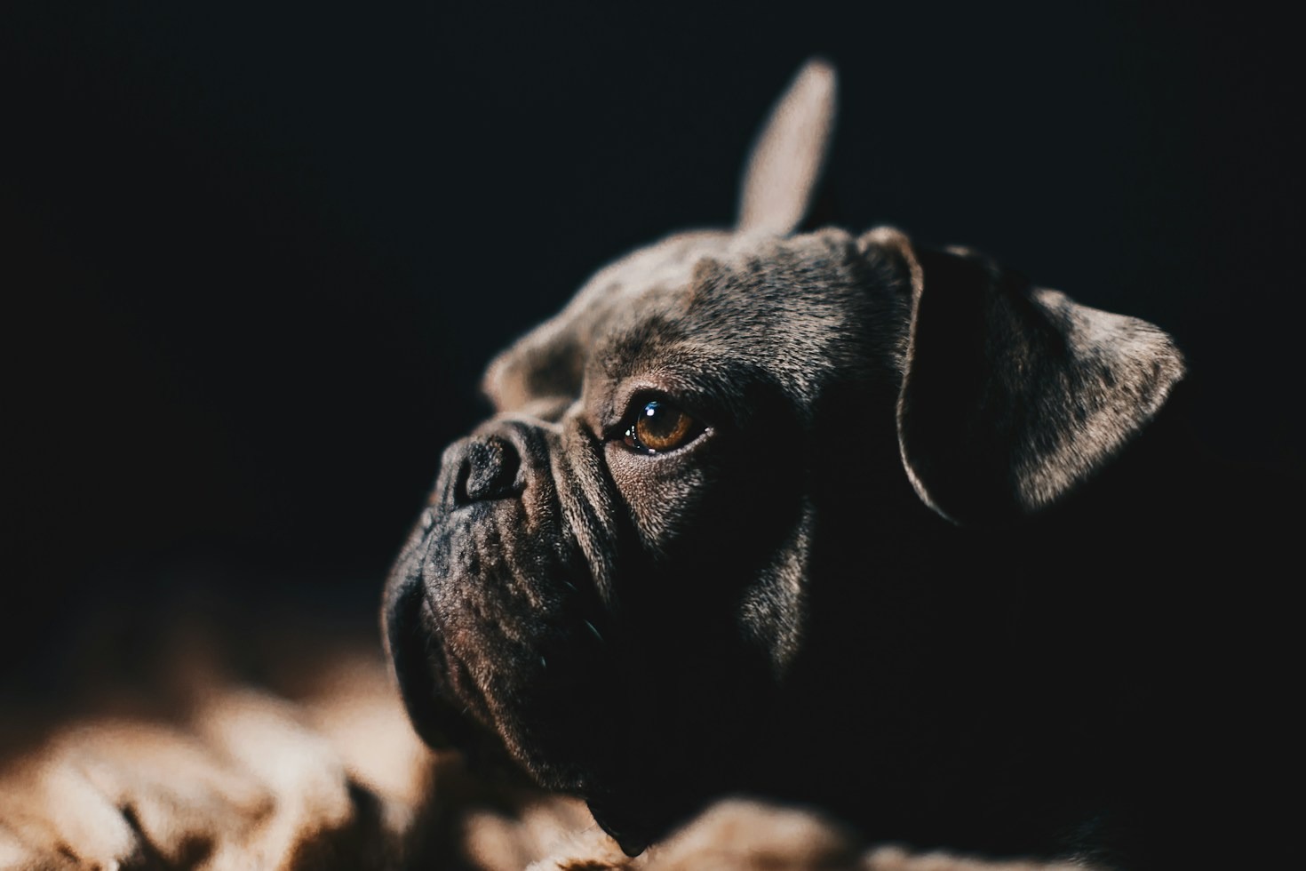 Why French Bulldogs Make the Perfect Family Companion