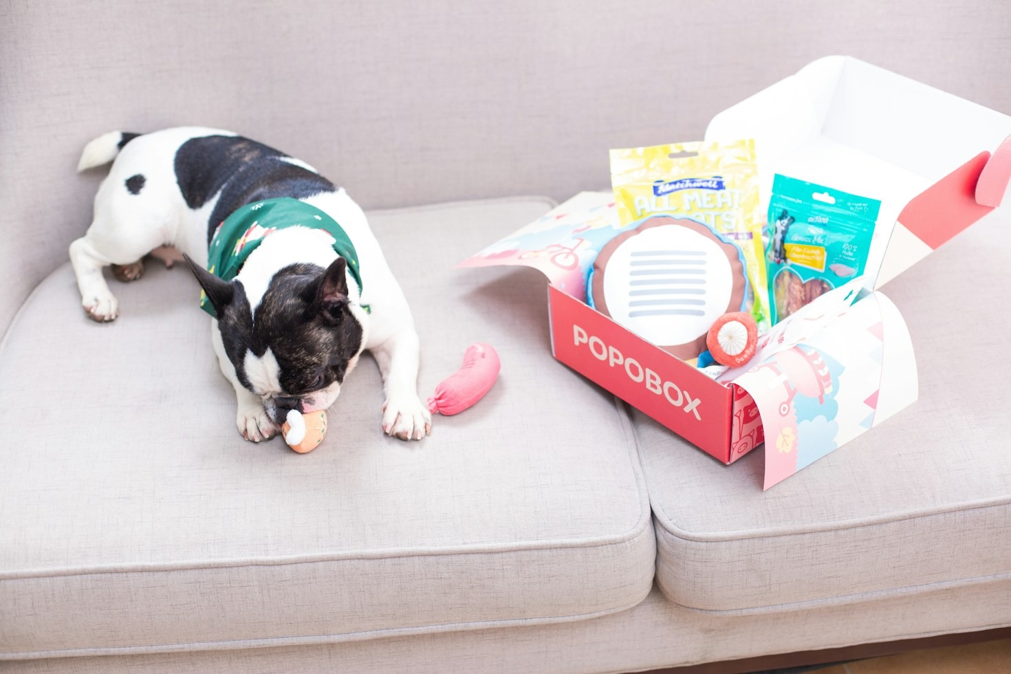 How to Choose the Right Specialist for Your Pup
